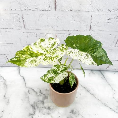 green white flower seeds