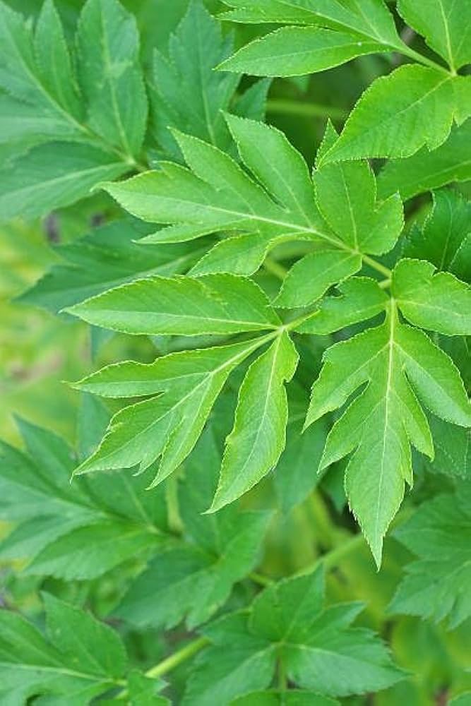 Ashitaba Seeds for Planting