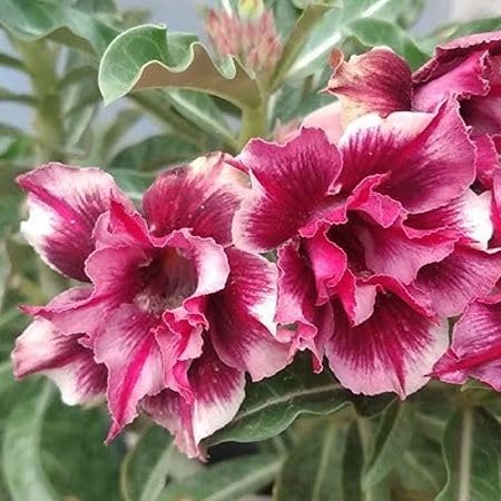 Pink Adenium Flower Seeds for Planting – Heirloom, Non-GMO, High Germination Organic Garden Seeds