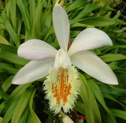 White Pleione Orchid Flower Seeds Heirloom Non-GMO High Germination Organic Garden Seeds for Planting