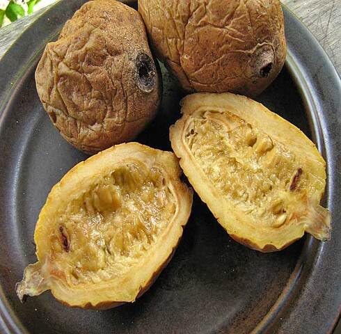 Brown Genipap Seeds Heirloom Non-GMO High Germination Organic Garden Seeds for Planting
