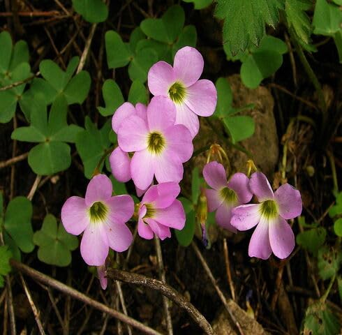 Pink Oxalis Violacea Flower Seeds – Heirloom Non-GMO High Germination Organic Garden Seeds