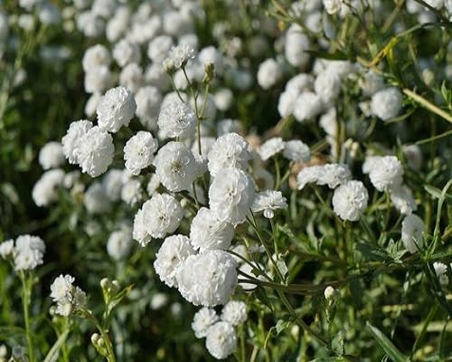 Weiße Schafgarbe Ballerina Blumensamen – Alte Sorte, gentechnikfrei, hohe Keimfähigkeit, Bio-Gartensamen zum Pflanzen