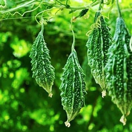Green Bittergourd Seeds – Heirloom, Non-GMO, High Germination Organic Garden Seeds Planting