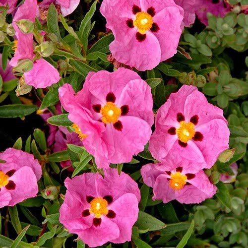 Pink Cistus Flowers Seeds for Planting – Heirloom, Non-GMO, High Germination Seeds