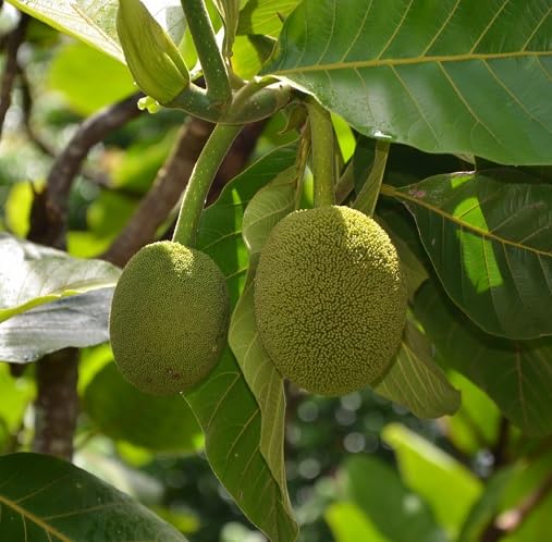 Green Marang Seeds – Heirloom, Non-GMO, High Germination Organic Garden Seeds