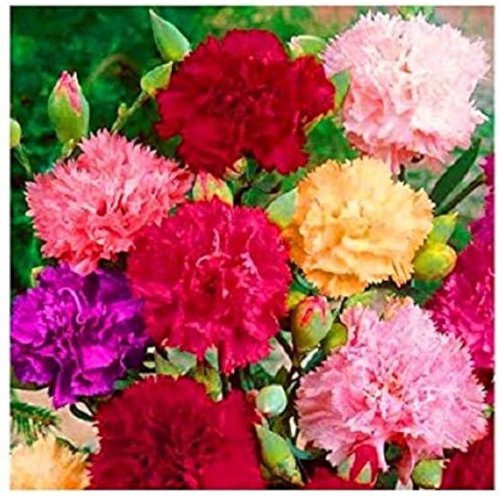 carnation beautiful flower seeds