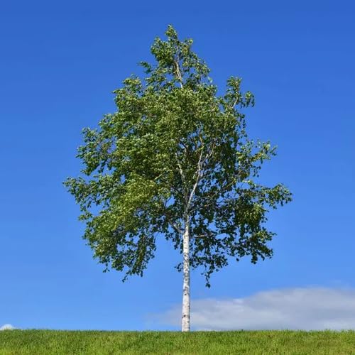 white birch flower seeds