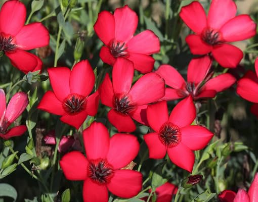 Red Linum Grandiflorum Flower Seeds for Planting – Heirloom, Non-GMO, High Germination Organic Garden Seeds