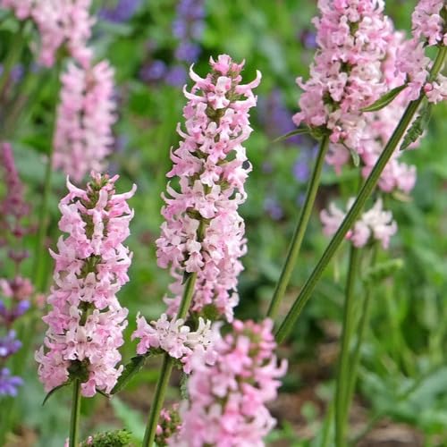 Semillas de flor de betónica rosa – Herencia, sin OMG, alta germinación, semillas orgánicas para jardín