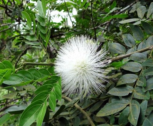 white calliandra flower seeds