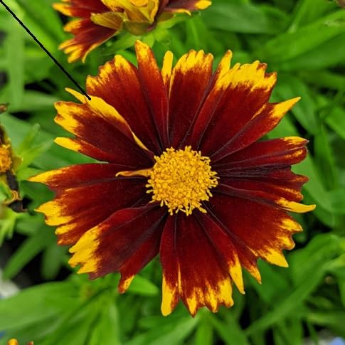 Coreopsis Flower Seeds – Heirloom, Non-GMO, High Germination Organic Garden Seeds for Planting