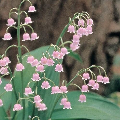 Pink Lily of the Valley Flower Seeds – Seeds for Planting, Heirloom, Non-GMO, High Germination Organic Garden Seeds