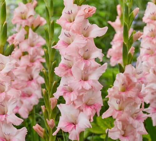 Gladiolus Flower Seeds – Heirloom, Non-GMO, High Germination Organic Garden Seeds for Planting