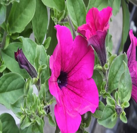 Surfinia Flower Seeds – Heirloom, Non-GMO, High Germination Organic Garden Seeds for Planting