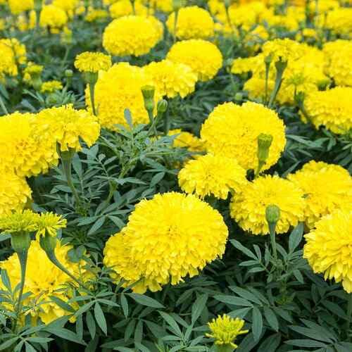 Marigold Flower Seeds – Heirloom, Non-GMO, High Germination Organic Garden Seeds for Planting