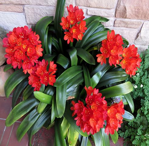 redcliviaflowerheirloomnongmo flower seeds