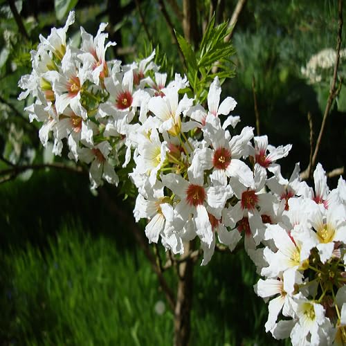 White Xanthoceras Flower Seeds – Heirloom, Non-GMO, High Germination Organic Garden Seeds