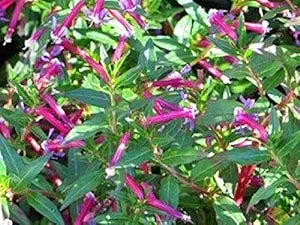 cuphea ignea flower seeds