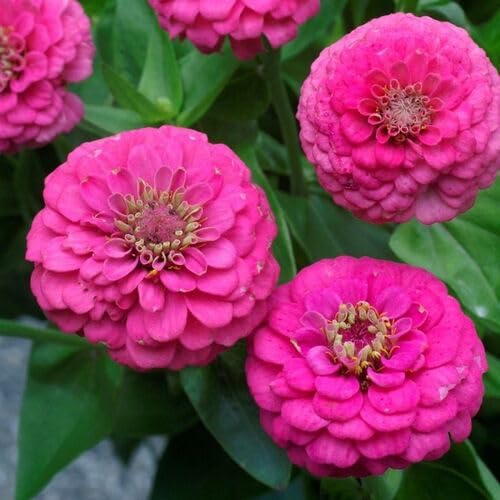 Pink Zinnia Flower Seeds – Heirloom Non-GMO High Germination Organic Garden Seeds
