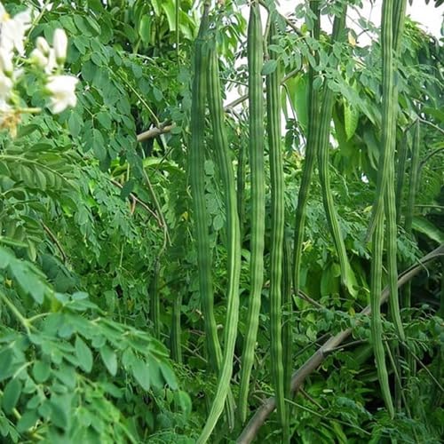 Moringa Seeds – Heirloom, Non-GMO, High Germination Organic Garden Seeds Planting