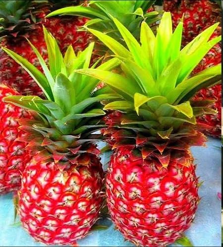 Red Pineapple Seeds – Heirloom, Non-GMO, High Germination Organic Garden Seeds