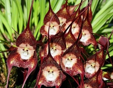 Monkey Face Orchid Flower Seeds – Heirloom, Non-GMO, High Germination Organic Garden Seeds for Planting