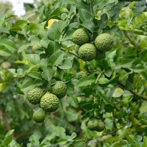 Kaffir Lime Seeds – Heirloom, Non-GMO, High Germination Organic Garden Seeds