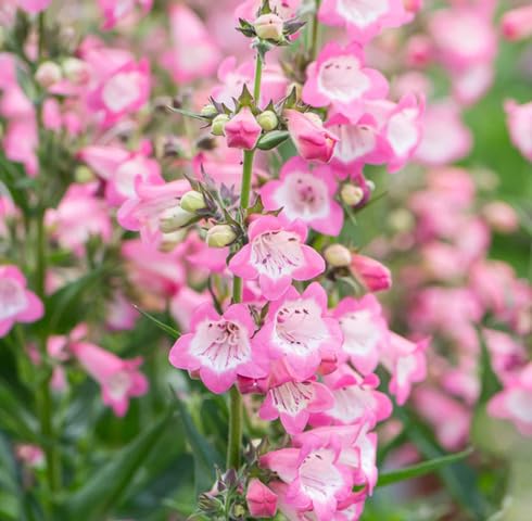Semillas de flor de penstemon rosa – Semillas de jardín orgánicas, de reliquia, no transgénicas y de alta germinación para sembrar