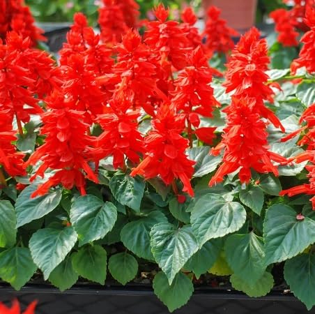 Salvia Flower Seeds – Heirloom Non-GMO High Germination Organic Garden Seeds