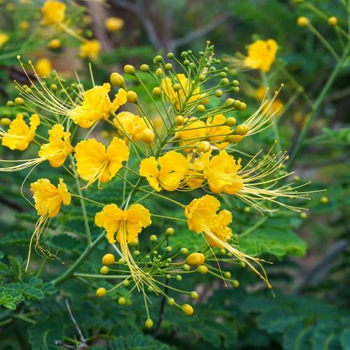 Yellow Caesalpinia Flower Seeds for Planting – Heirloom, Non-GMO, High Germination Organic Garden Seeds