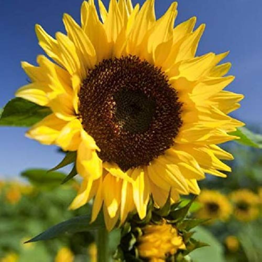 giant sunflower flower seeds