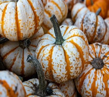 Pumpkin Seeds – Heirloom, Non-GMO, High Germination Organic Garden Seeds Planting
