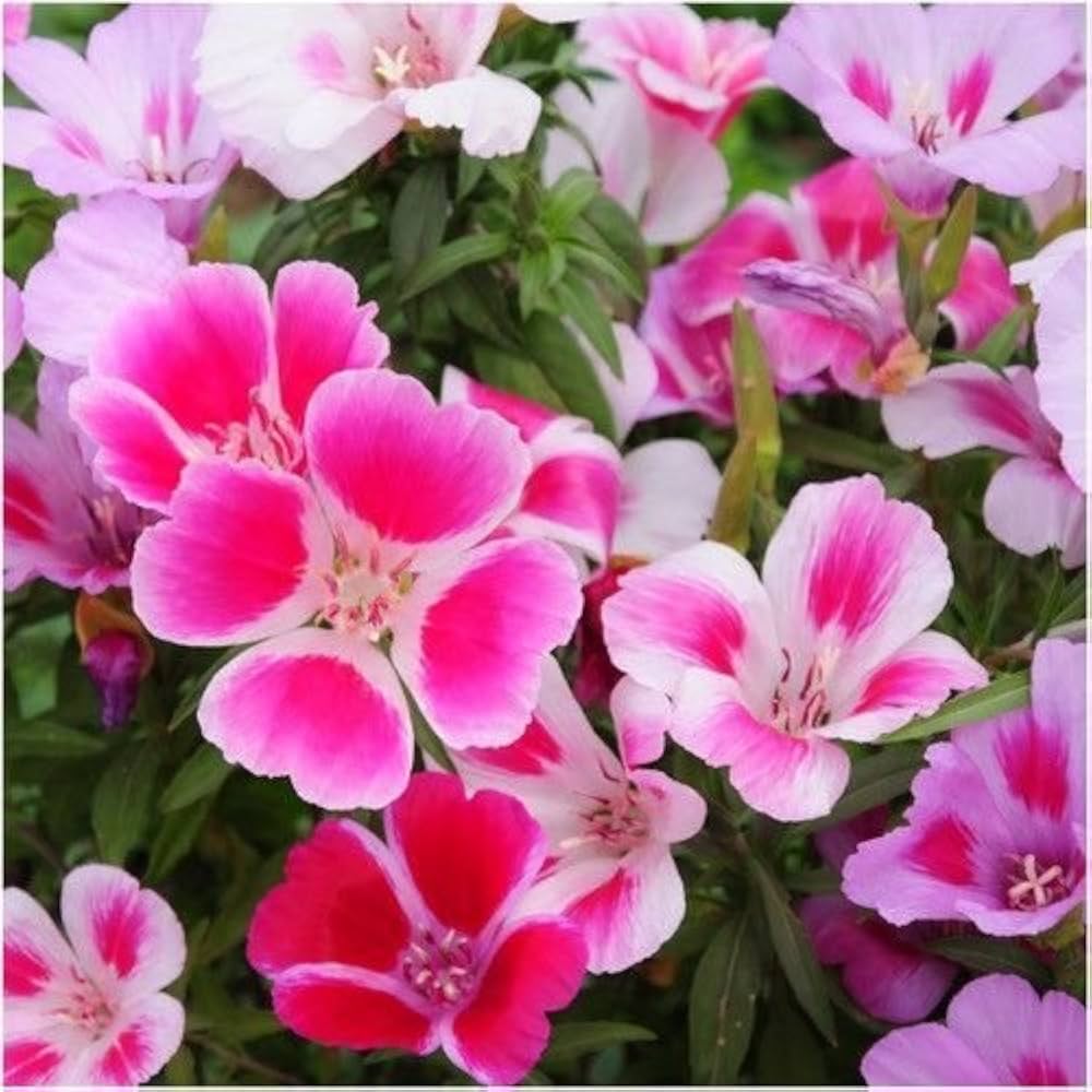 clarkia catley flower seeds