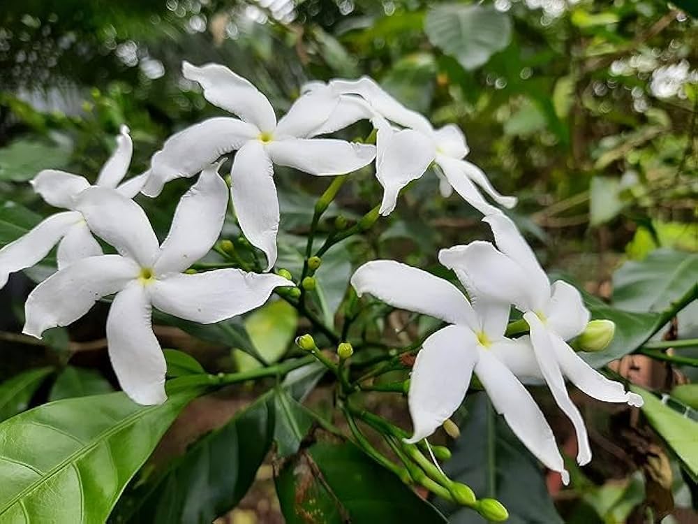 crape jasmine flower seeds