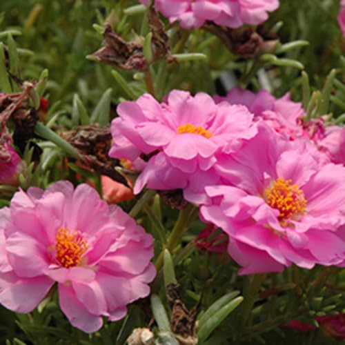 Pink Portulaca Flower Seeds Heirloom Non-GMO High Germination Organic Garden Seeds for Planting