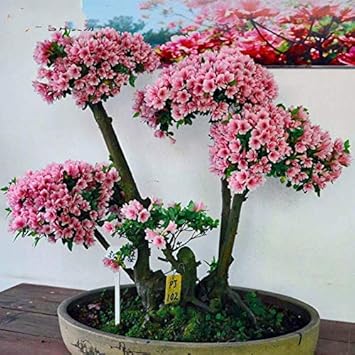 pinkazaleaheirloomnongmo flower seeds