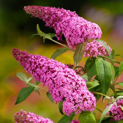 Pink Buddleja Flower Seeds Heirloom Non-GMO High Germination Organic Garden Seeds for Planting