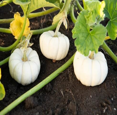 White Pumpkin Seeds – Heirloom, Non-GMO, High Germination Organic Garden Seeds Planting