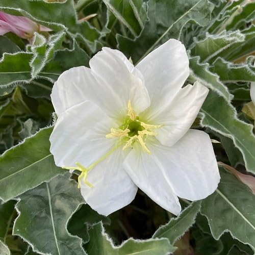 white oenothera flower seeds