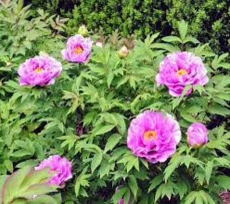 Rose Flower Seeds Purple for Planting – Heirloom Non-GMO High Germination Organic Garden Seeds