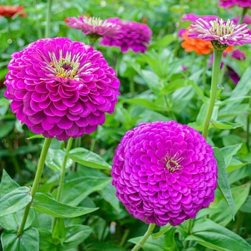 Purple Giant Zinnia Flower Seeds Heirloom Non-GMO High Germination Organic Garden Seeds for Planting