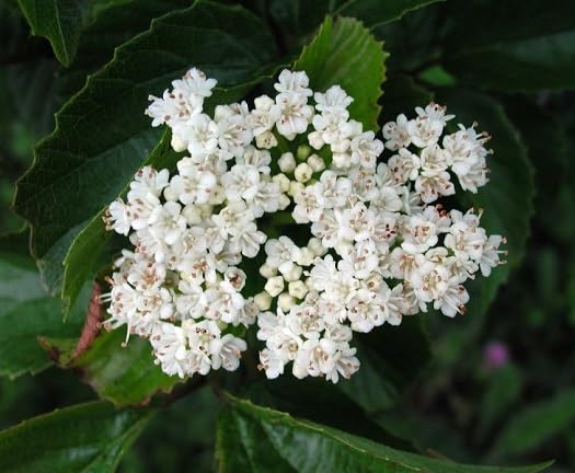Weiße Dentatum Blumensamen – Alte Sorte, gentechnikfrei, hohe Keimrate