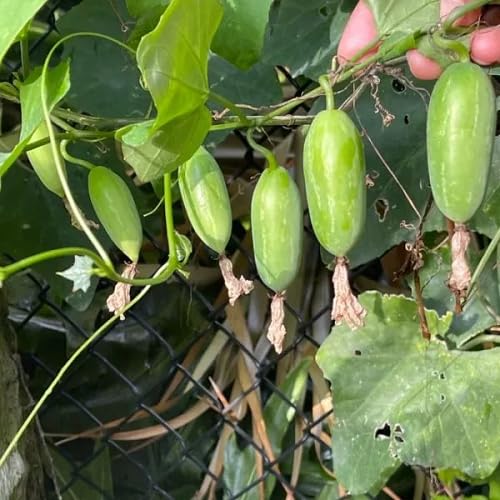 Ivy Gourd Green Seeds – Heirloom, Non-GMO, High Germination Organic Garden Seeds Planting