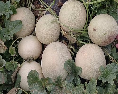 White Muskmelon Seeds – Heirloom, Non-GMO, High Germination Organic Garden Seeds