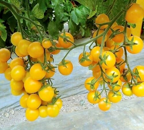 Semillas de tomate amarillo – Herencia, sin OGM, alta germinación Semillas de jardín orgánicas para plantar