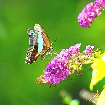 pinkbutterflybushdavidiiflowerheirloomnongmo flower seeds