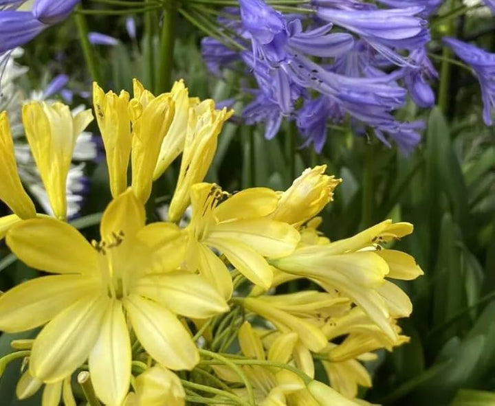 Agapanthus Flower Yellow Seeds for Planting – Heirloom Non-GMO High Germination Organic Garden Seeds