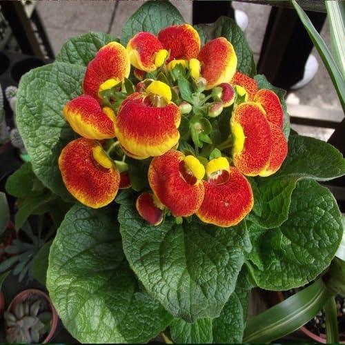 Red Yellow Calceolaria Flower Seeds – Heirloom Non-GMO High Germination Organic Garden Seeds