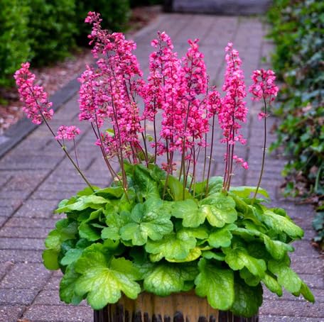 green heuchera flower seeds